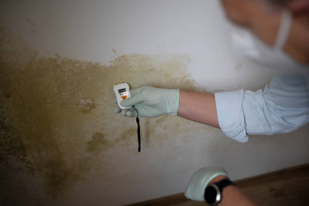 Best Mold Removal and Inspection  in Chippewa Falls, WI