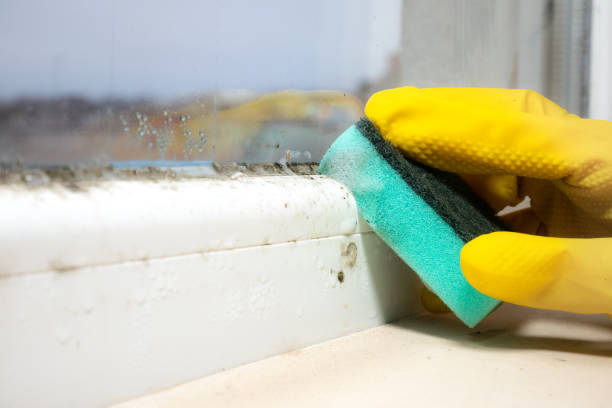 Best Attic Mold Removal  in Chippewa Falls, WI