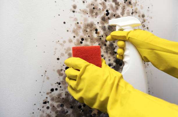 Office Mold Removal Services in Chippewa Falls, WI