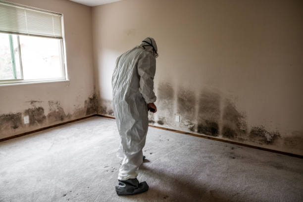 Best Black Mold Removal  in Chippewa Falls, WI